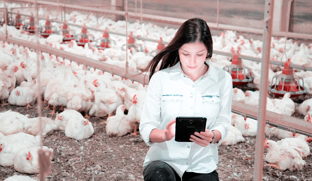 Como o bem-estar animal gera melhores resultados na produção de frangos de corte