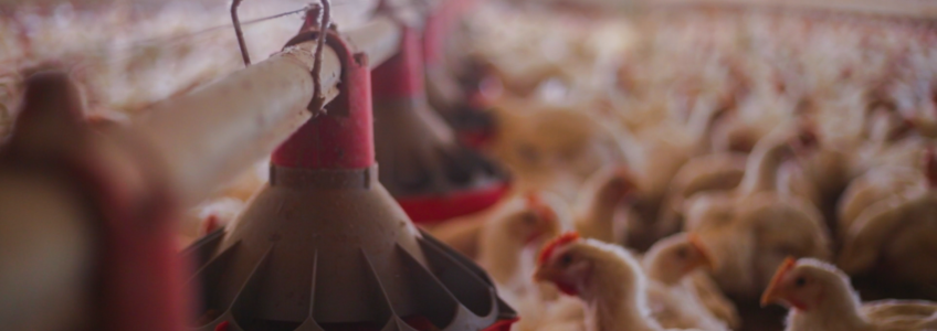 Avicultura 4.0: soluções tecnológicas alçam um novo horizonte nos processos de gestão e manejo avícola.