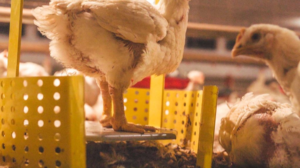 Balança inteligente para pesagem automática de frangos
