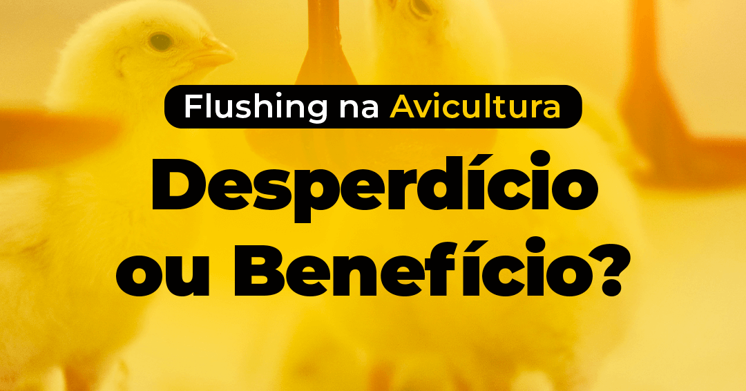 Entenda como funciona e os benefícios do flushing na avicultura