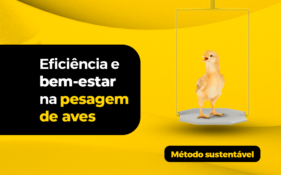 Sustentabilidade na avicultura: pesagem de aves aliada ao bem-estar dos animais