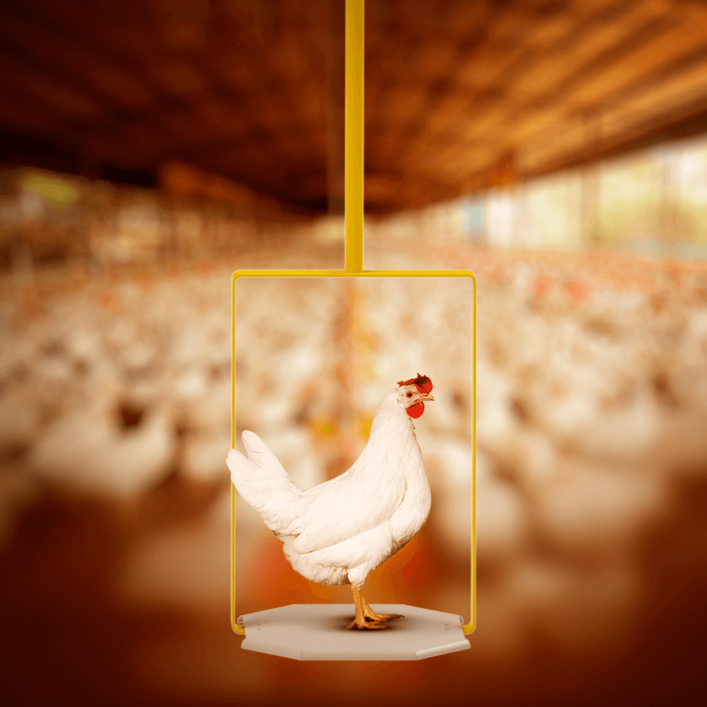 Balança inteligente E-Aware. Pesagem automática do frango sem interferência na condição do animal.