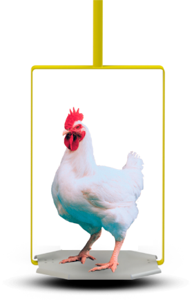Aumento do bem-estar animal Aumento do bem-estar animal